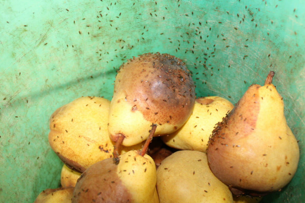 fruit flies on pears in a green bucket