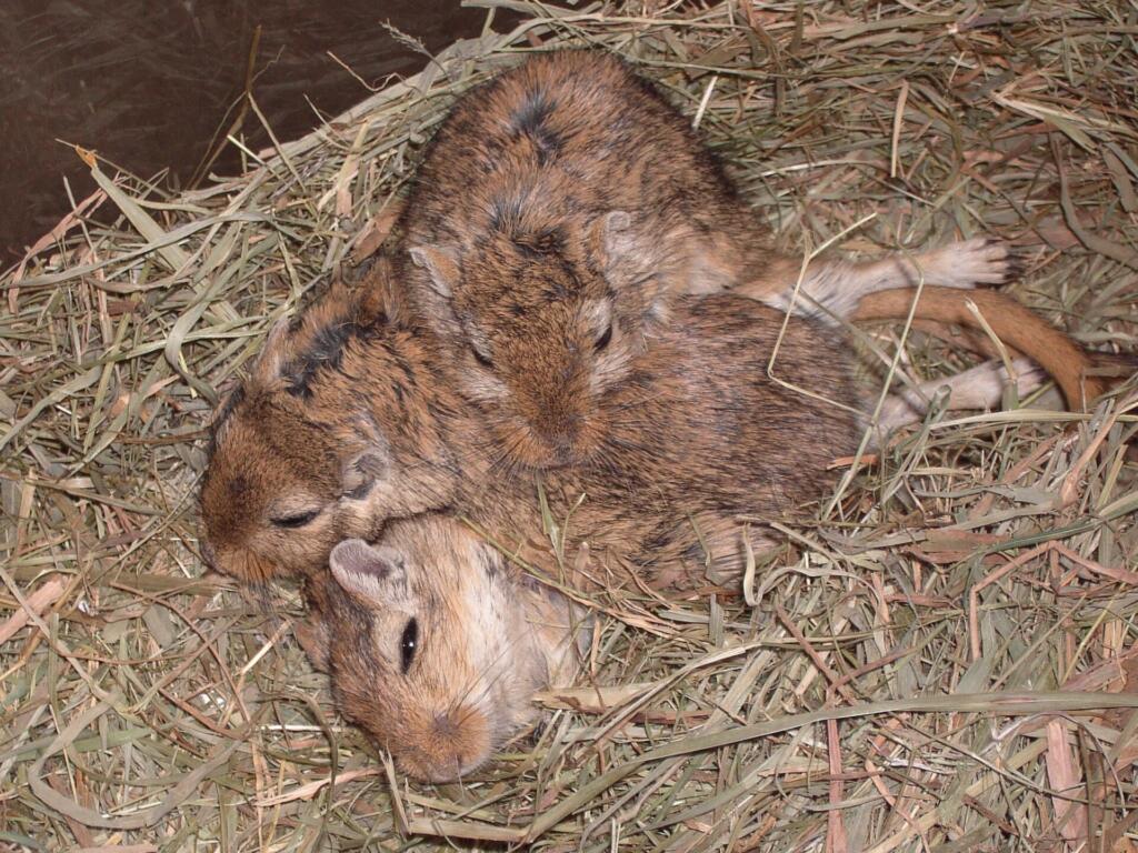 gerbils, mice, mongolian gerbils