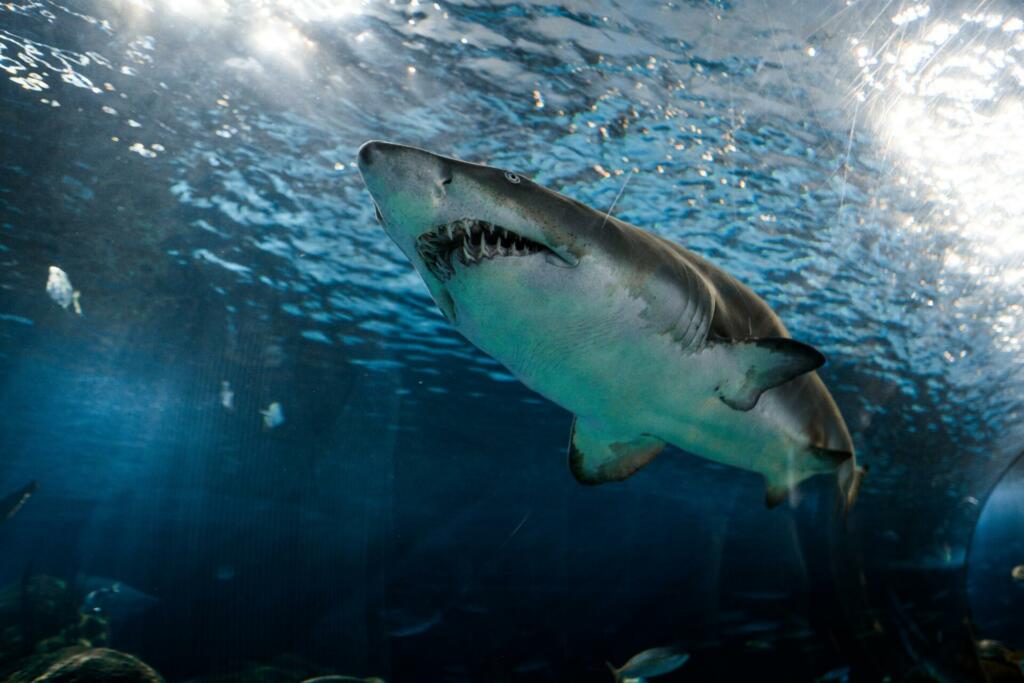 great white shark