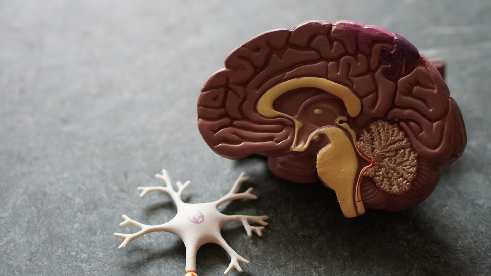 Plastičen model možganov in nevrona