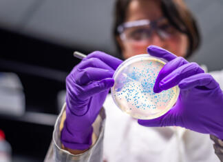 Ovržene najbolj nevarne trditve videa Plandemic Lady scientist in microbiology laboratory working with E coli culture