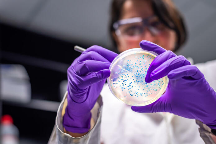 Lady scientist in microbiology laboratory working with E coli culture