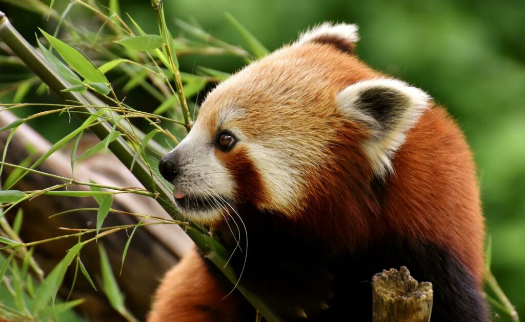 Oranžen sesalec mačji panda in bambusovi listi