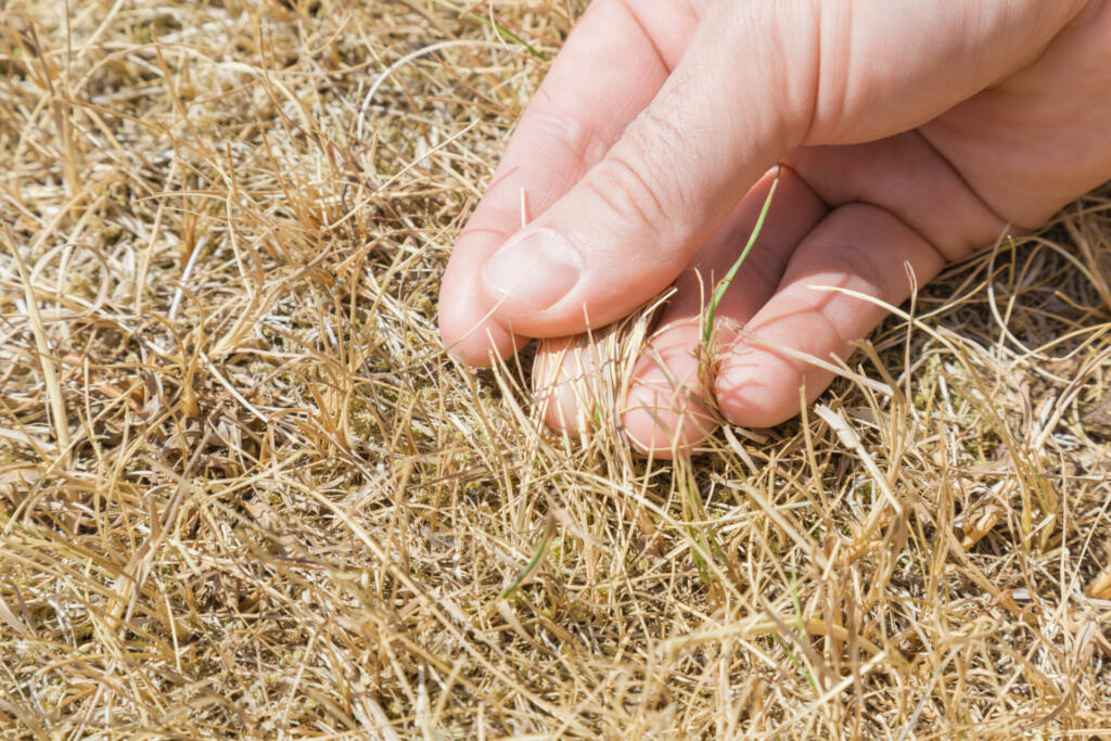 Man's hand showing the dried grass without rain for a long time. Closeup. Hot summer season with high temperature. Low humidity level. Environmental problem. Global warming.