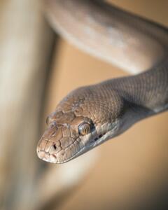 Native Australian snake