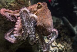 Hobotnica rjave barve