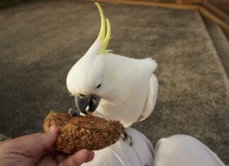 Bizarna bitka ljudi in kakadujev v Avstraliji Sydney, NSW, Australia, March 19, 2022.