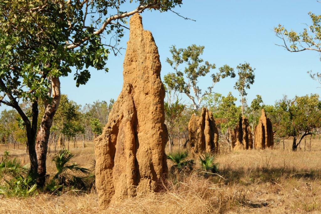 termite mounds, ants, landscape
