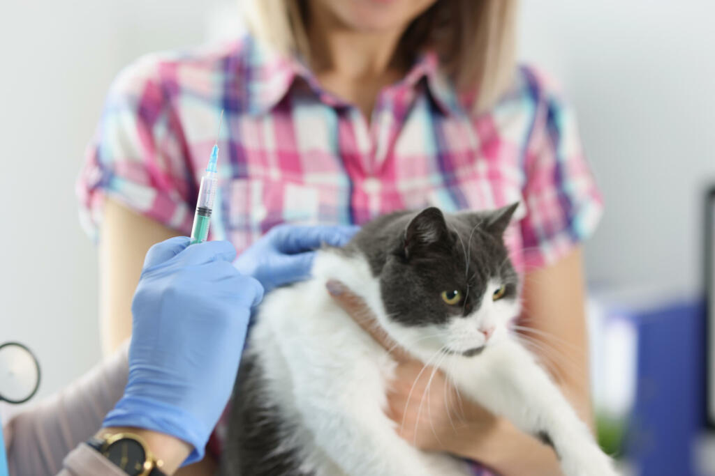The veterinarian makes a vaccination of a cat with a syringe, close-up, blurry. Owner with pet in veterinary clinic