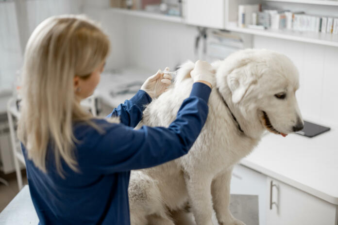 Veterinarian make injection of vaccine at withers of calm big white dog in clinic. Treatment and pet care. Annual vaccination against known diseases. Visit a doctor.