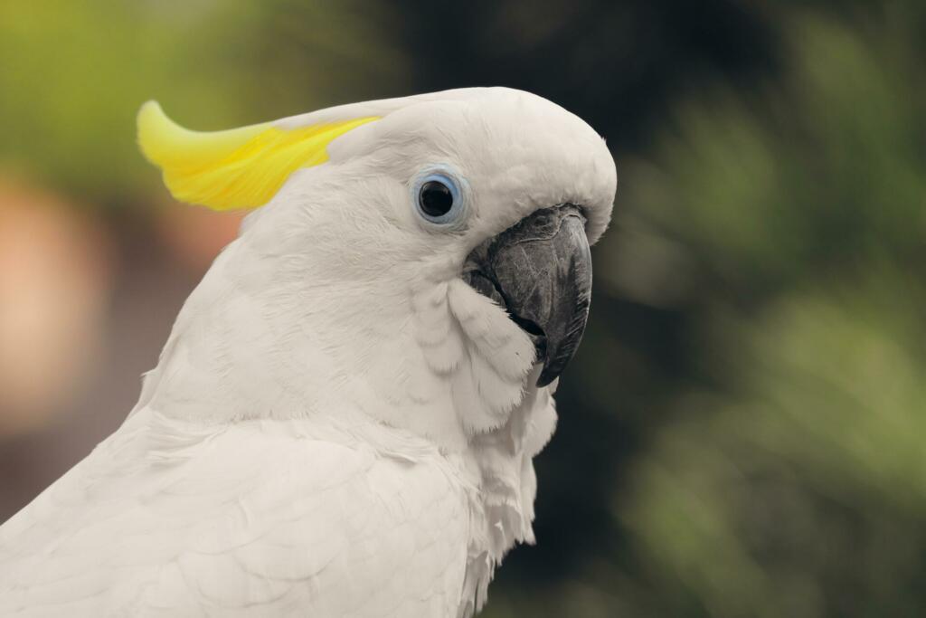 yellow-crested cockatoo, cockatoo, bird