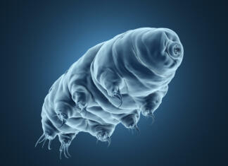 Nimaš kaj početi? Na Twitchu v živo spremljaj življenje tardigradov 3d rendered realistic illustration of the tardigrade.