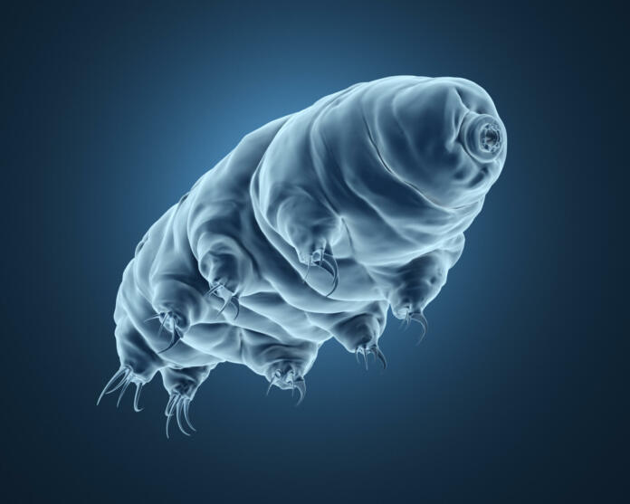 3d rendered realistic illustration of the tardigrade.