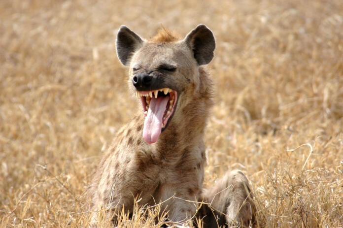 A Hyena showing its long tongue in East Africa