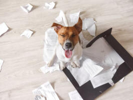 Bad dog sitting on the torn pieces of documents with eyes closed. Naughty pets at home. Bad puppy waiting for punishment