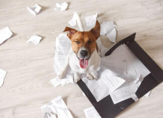 Kako uničevati zaupne podatke? Bad dog sitting on the torn pieces of documents with eyes closed. Naughty pets at home. Bad puppy waiting for punishment