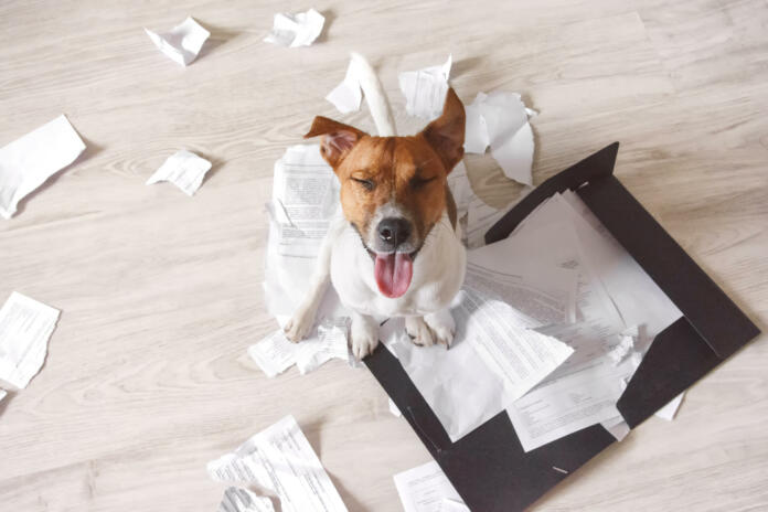 Bad dog sitting on the torn pieces of documents with eyes closed. Naughty pets at home. Bad puppy waiting for punishment