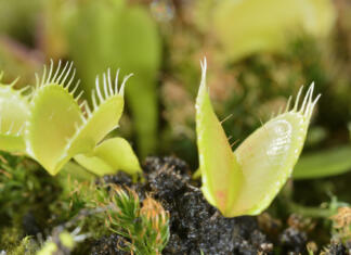 Kako so nekatere rastline postale mesojede Bee-like fly insect approaching and being captured by Venus fly trap carnivorous plant, Dionea muscipula