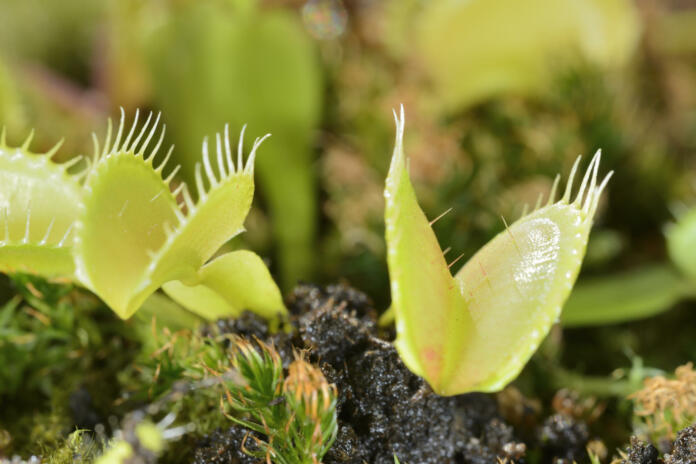 Bee-like fly insect approaching and being captured by Venus fly trap carnivorous plant, Dionea muscipula