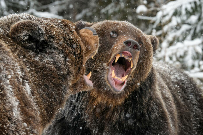Close-up two angry brown bear fight in winter forest. Danger animal in nature habitat. Big mammal. Wildlife scene