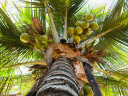 coconut tree under blue sky and bright sun