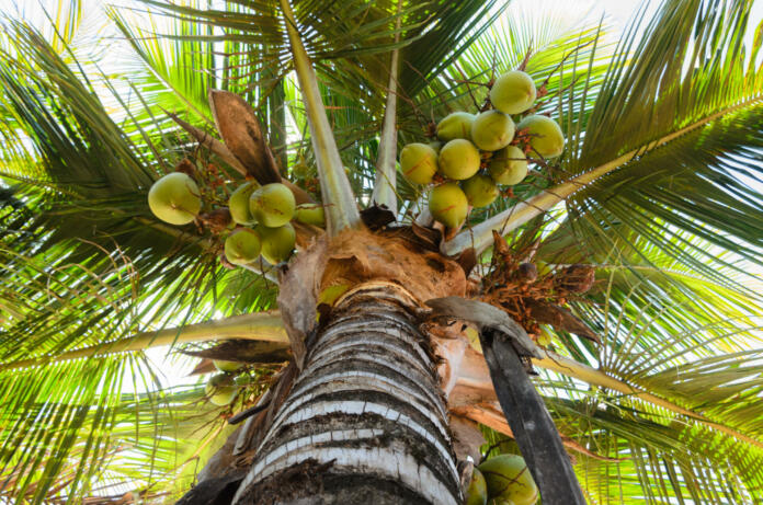 coconut tree under blue sky and bright sun