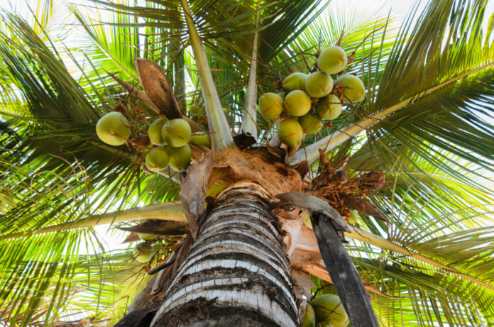 coconut tree under blue sky and bright sun