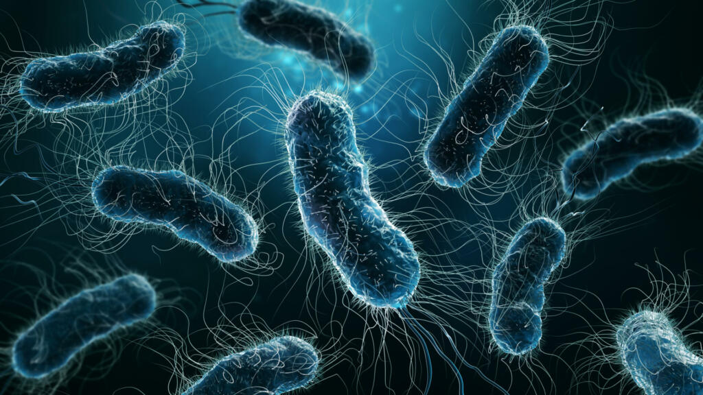 Colony of bacteria close-up 3D rendering illustration on blue background. Microbiology, medical, biology, bacteriology, science, medicine, infection, disease concepts.