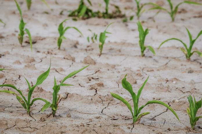 cornfield, dry, field