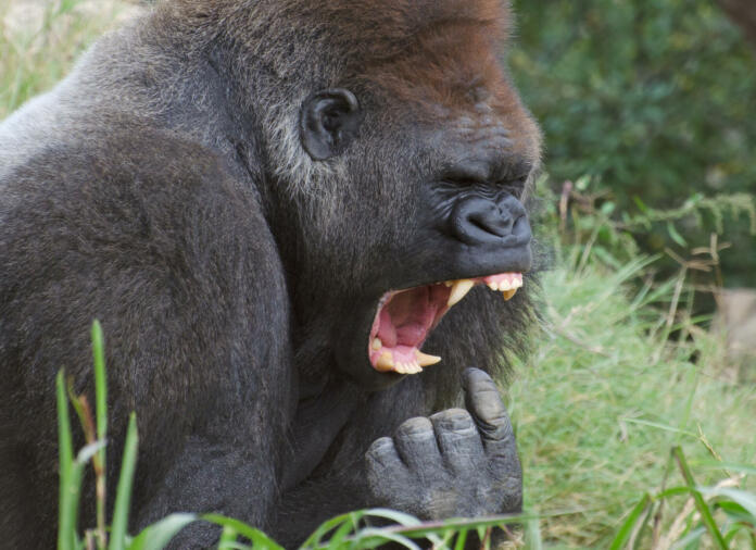 Funny picture of a gorilla who looks like he is about to put his finger in his mouth and gag.