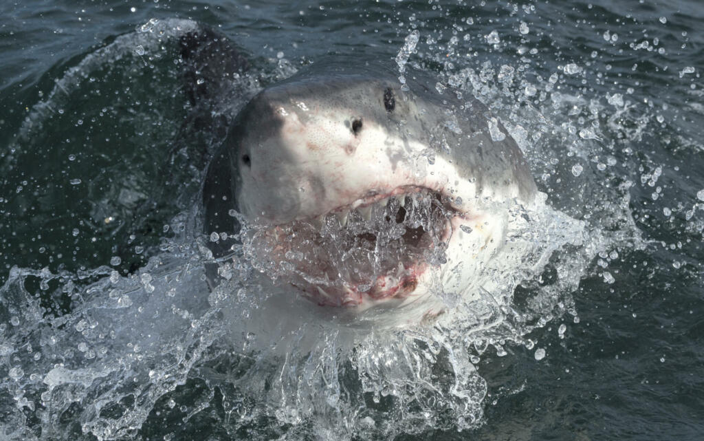 Great white shark with open mouth on the surface out of the water. Scientific name: Carcharodon carcharias. South Africa,