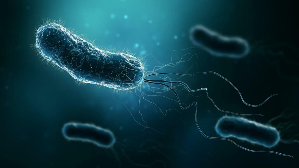 Group of bacteria such as Escherichia coli, Helicobacter pylori or salmonella 3D rendering illustration on blue background. Microbiology, medical, bacteriology, biology, science, healthcare, medicine, infection concepts.