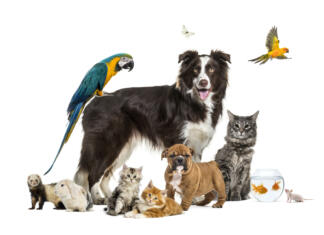 Danes je Svetovni dan živali! Group of pets posing around a border collie; dog, cat, ferret, rabbit, bird, fish, rodent