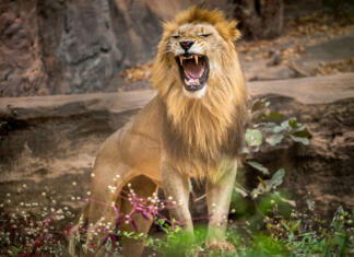 Živali z najmočnejšim ugrizom Lion roaring, standing amidst the natural environment of the forest.