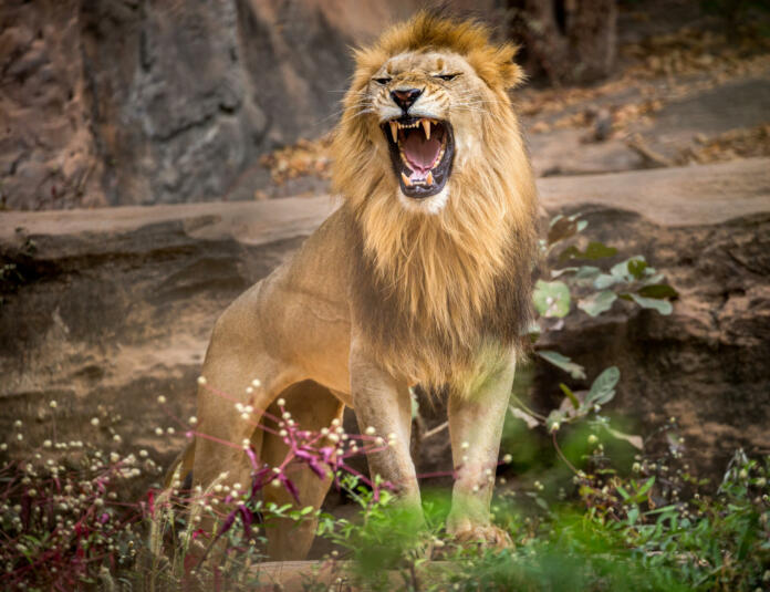 Lion roaring, standing amidst the natural environment of the forest.