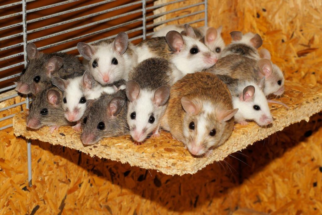 mice, many teat mice, family
