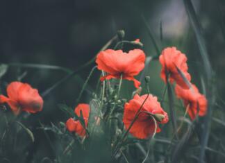 Pod vplivom 1. del: Cimra poppies, poppy field, red flowers