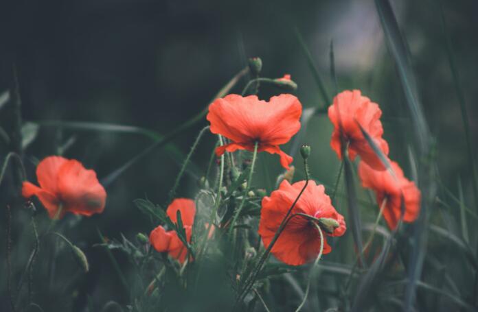 poppies, poppy field, red flowers