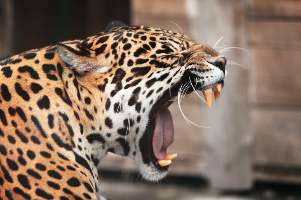 Roaring Jaguar. Portrait of wild animal