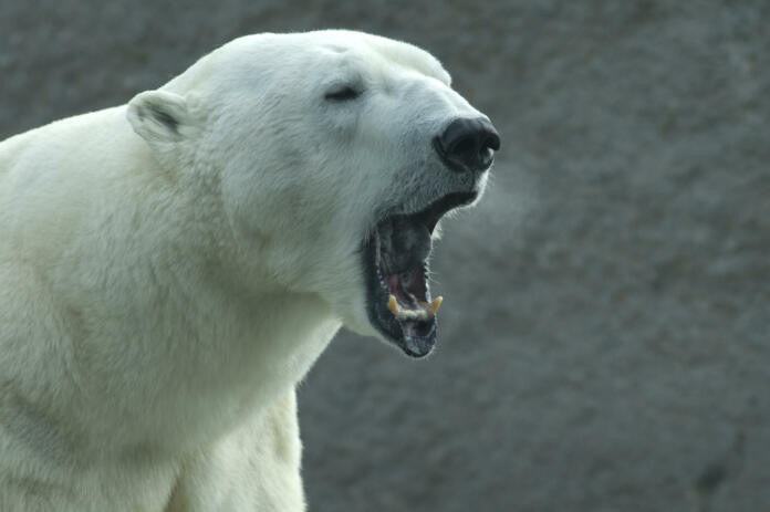 Roaring or yawning Polar bear (Ursus maritimus)?