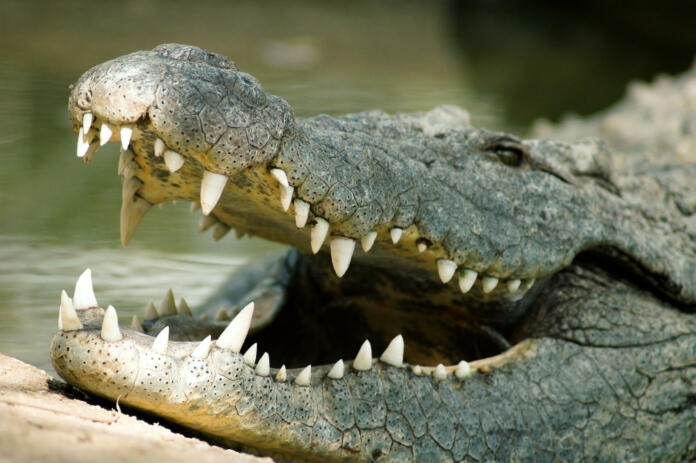 salt water crocodile with its mouth open.