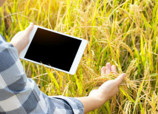 Študenti z ministricama o digitalizaciji kmetijstva The new generation of farmers is using the research tablet and studying the development of rice varieties in the field. To increase the productivity. Agriculture technology concept.