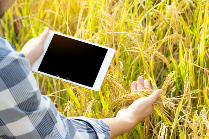 The new generation of farmers is using the research tablet and studying the development of rice varieties in the field. To increase the productivity. Agriculture technology concept.