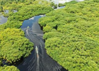 Kaj destabilizira ekosisteme? This is Kereng Bangkirai (Sebangau National Park), it has exotic black water out there with stunning green landscape.I took this photo on those boat.Thanks