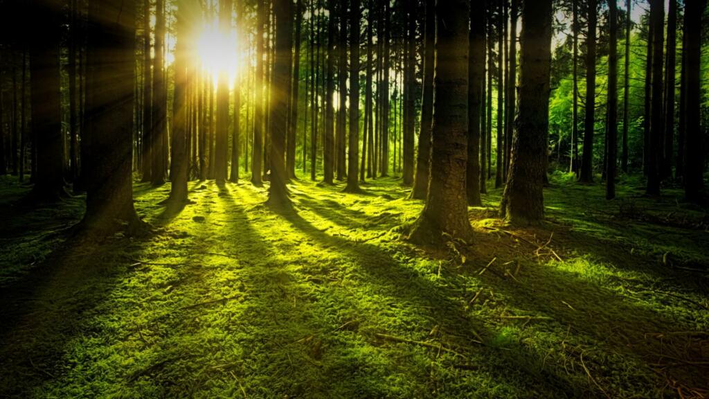 Gozd, skozi katerega sije sonce