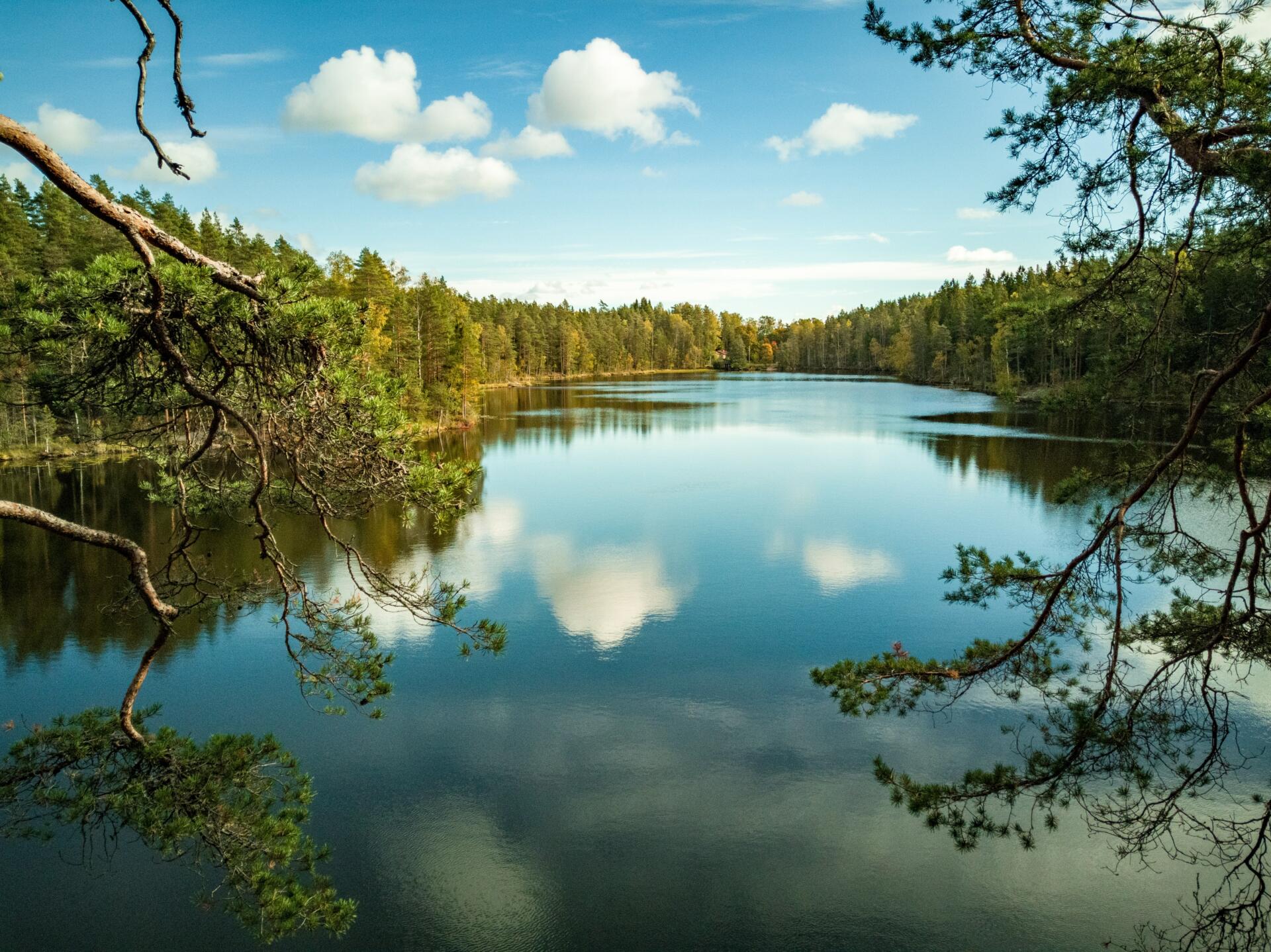 Jezero, ki ga obkroža gozd