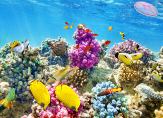 Koralni grebeni lahko izumrejo že čez nekaj let, pravijo strokovnjaki Wonderful and beautiful underwater world with corals and tropical fish.