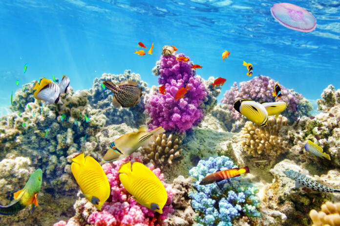 Wonderful and beautiful underwater world with corals and tropical fish.