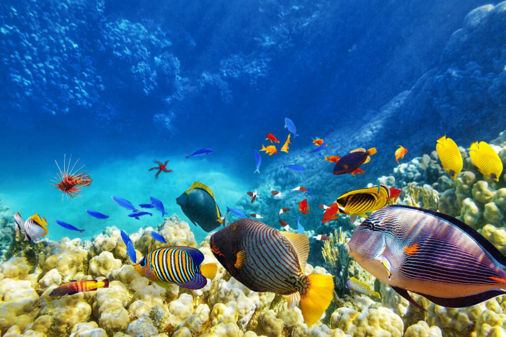 Wonderful and beautiful underwater world with corals and tropical fish.