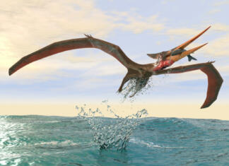 Najdena nova vrsta pterozavra, na katero so pozorni vsi 3d illustration of a pteranodon catching a fish